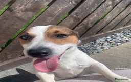 Jack Russell dogs for sale: Gorgeous Mini Jack Russell Terriers - Image 6
