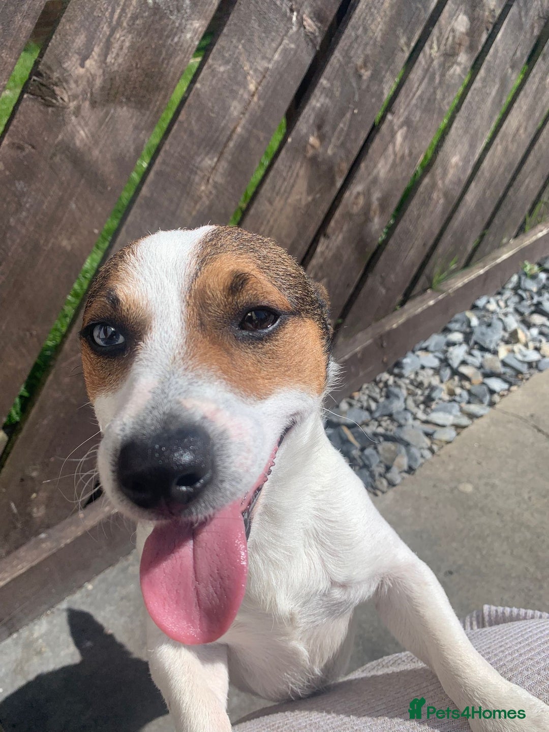 Jack Russell dogs for sale: Gorgeous Mini Jack Russell Terriers - Image 6