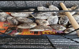 Quail poultry for sale: Chinese quails - Image 2