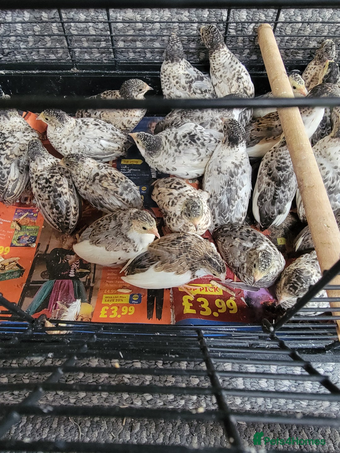 Quail poultry for sale: Chinese quails - Image 2