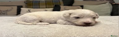 Maltipoo 1