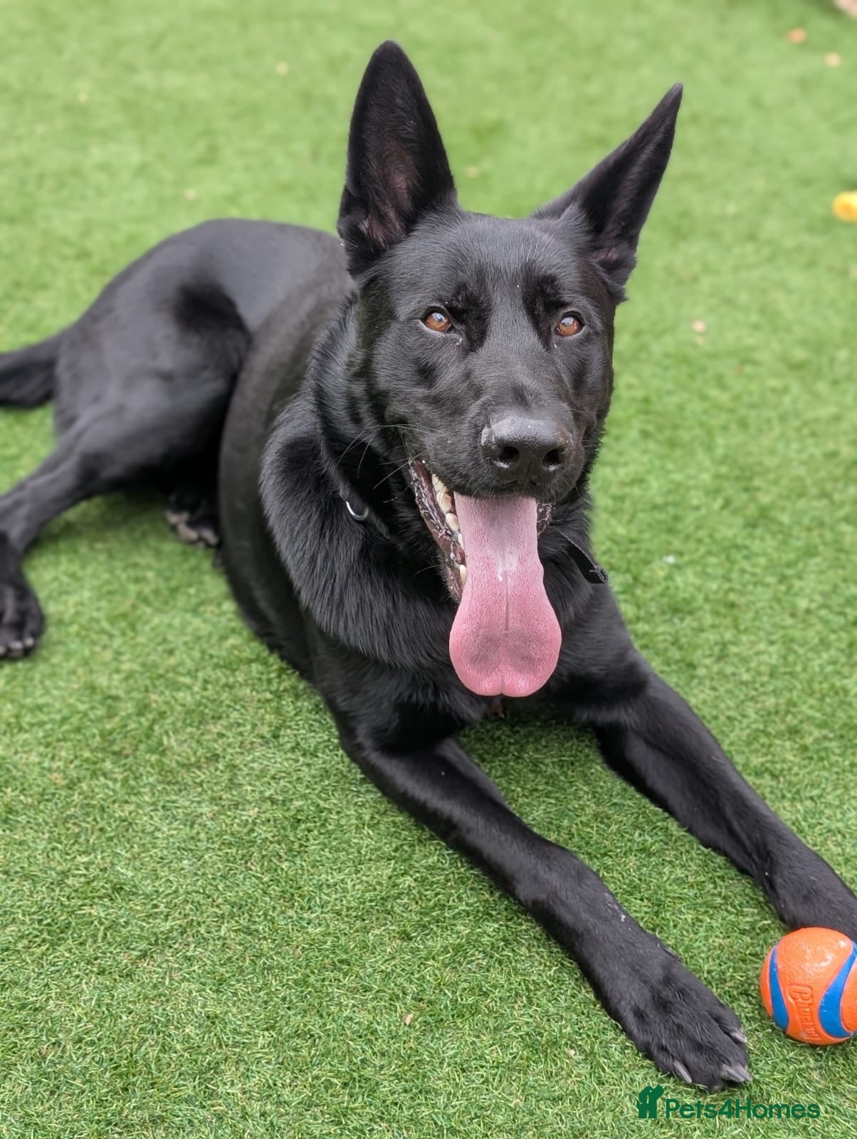 German Shepherd dogs Solid Black German Shepherd - KC Registered - Advert 2