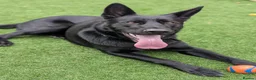 German Shepherd dogs for stud: Solid Black German Shepherd - KC Registered in Egham - Advert 1