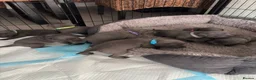 Staffordshire Bull Terrier dogs for sale: Blue Staffordshire Bull Terriers  - Advert 6