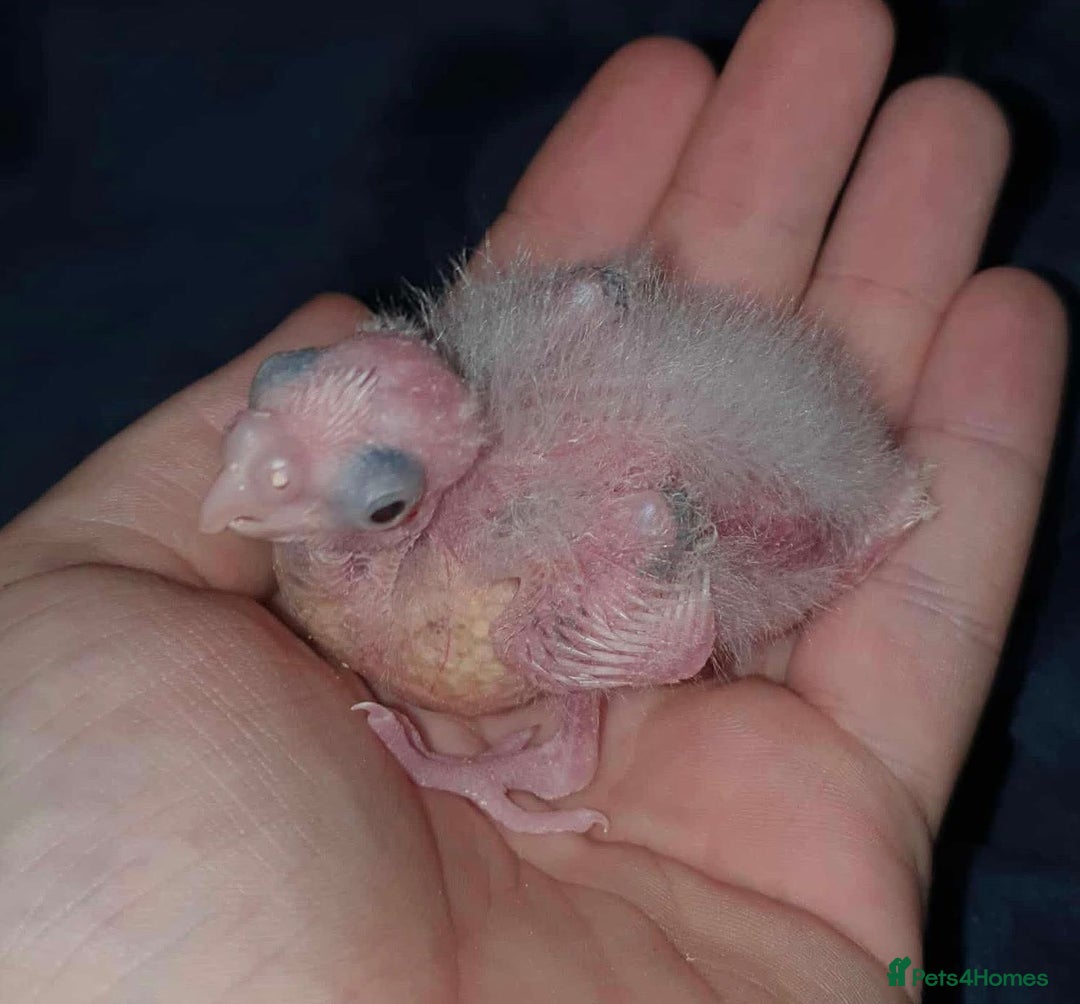 Cockatiels birds for sale:  Baby Cockatiels for sale - Advert 13