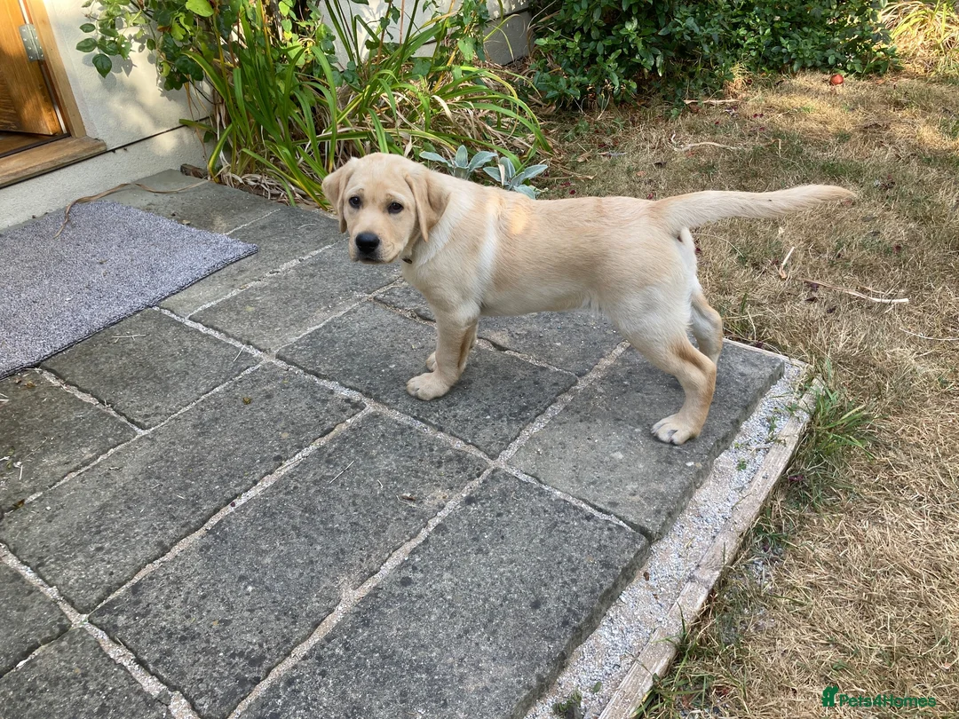 Labrador Retriever dogs for sale: Yellow Labrador Puppy Dog  - Advert 2