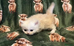 Persian cats for sale: 🌟 Trio of Precious, Purebred Persian Kittens 🌟 - Image 5