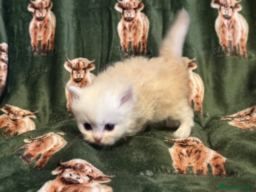 Persian cats for sale: 🌟 Trio of Precious, Purebred Persian Kittens 🌟 - Image 5