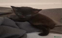 Mixed Breed cats for sale: Mixed bread  - Image 1