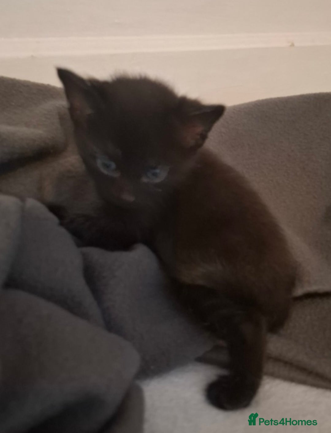 Mixed Breed cats for sale: Mixed bread  - Image 1