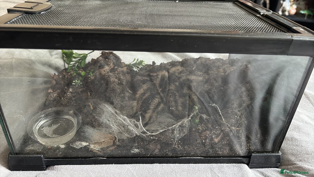 Tarantulas invertebrates for sale: Adult female curly hair and enclosure. - Image 3