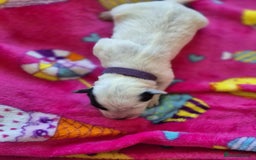 Mixed Breed dogs for sale: Mixed breed puppies for sale  - Advert 17