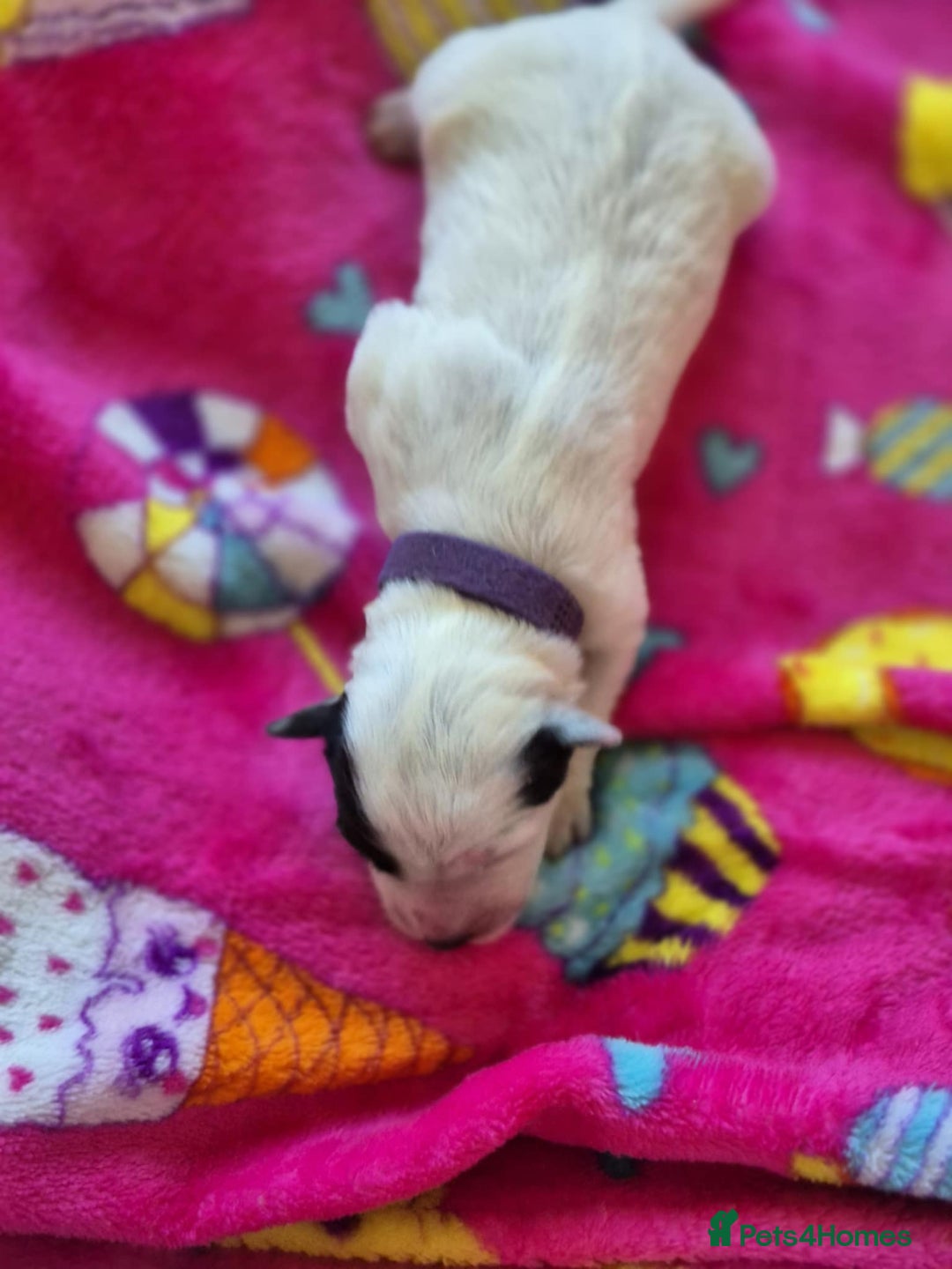 Mixed Breed dogs for sale: Mixed breed puppies for sale  - Advert 17