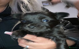 Chihuahua dogs for sale: Beautiful chihuahua babies in Manchester - Image 1