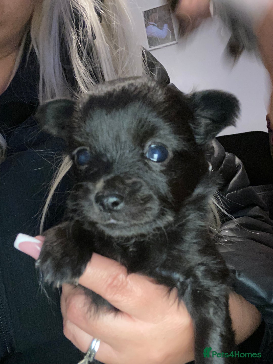 Chihuahua dogs for sale: Beautiful chihuahua babies in Manchester - Image 1