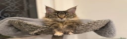 Maine Coon cats for sale: 🐾Only 1 Maine Coon Girl Still Available🐾 - Advert 3