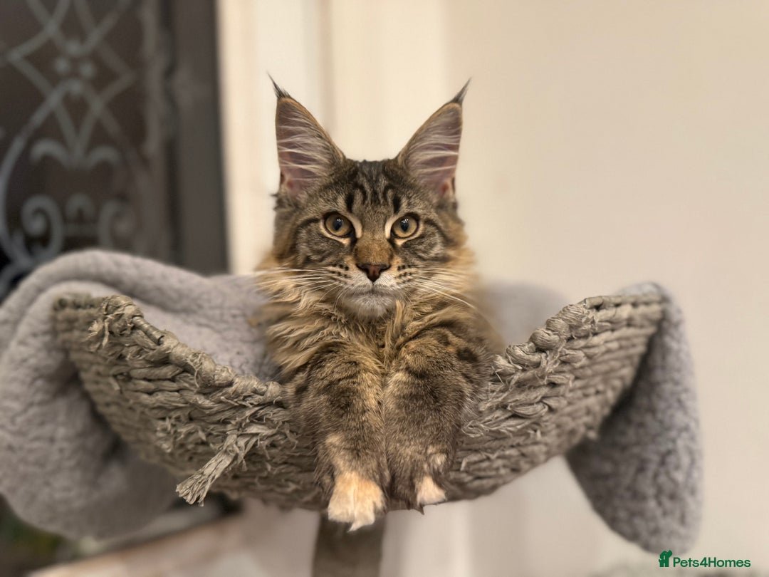 Maine Coon cats for sale: 🐾Only 1 Maine Coon Girl Still Available🐾 - Advert 3