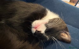 Domestic Shorthair cats for sale: Black and white girl - ready for collection - Image 2