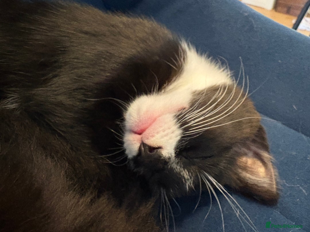 Domestic Shorthair cats for sale: Black and white girl - ready for collection - Image 2
