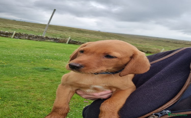 Labrador Retriever dogs - Advert 4