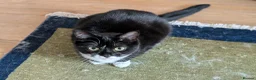 Mixed Breed cats for sale: 2 bonded cats for loving home - Advert 3