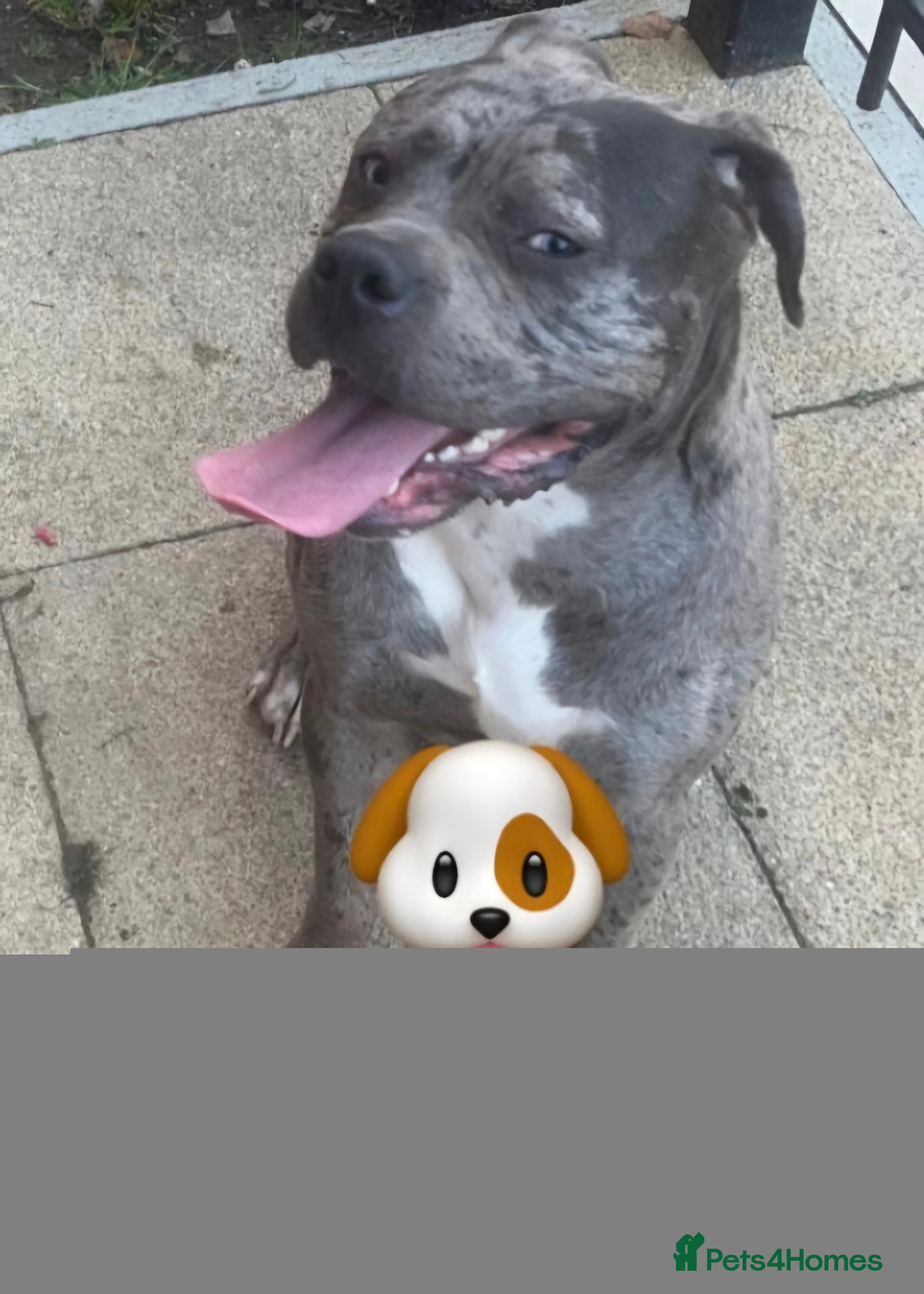 Mixed Breed dogs Gizmo - Advert 1