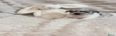 Chihuahua 2