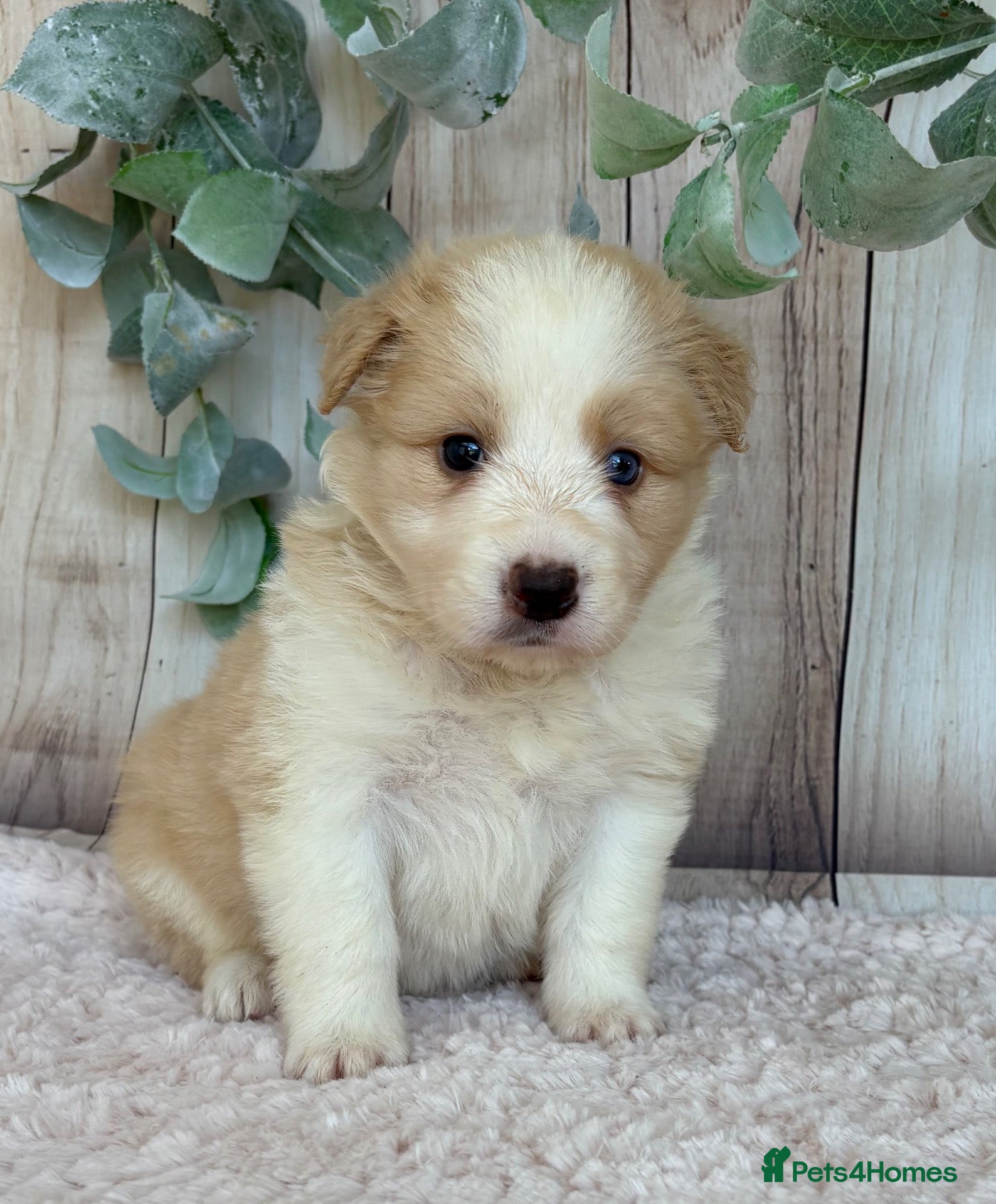 Border Collie dogs Outstanding KC Show Border Collie Puppies - Advert 1