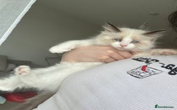 Ragdoll cats for sale: Last Female Ragdoll Barbie Kitten🩷 - Image 2
