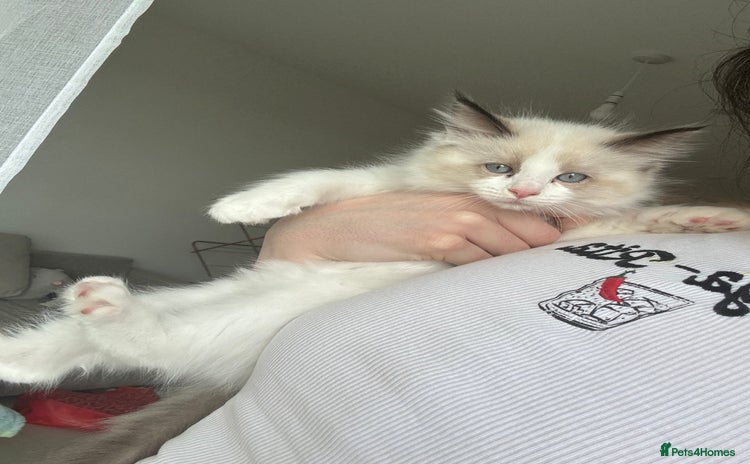 Ragdoll cats - Advert 2