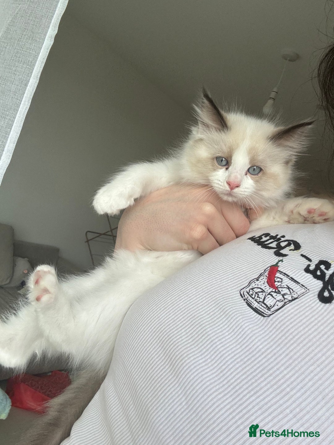 Ragdoll cats for sale: Last Female Ragdoll Barbie Kitten🩷 - Image 2