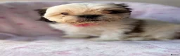 Shih Tzu dogs for sale: 🐶 Beautiful Shih Tzu Puppies for Sale 🐶 - Advert 13