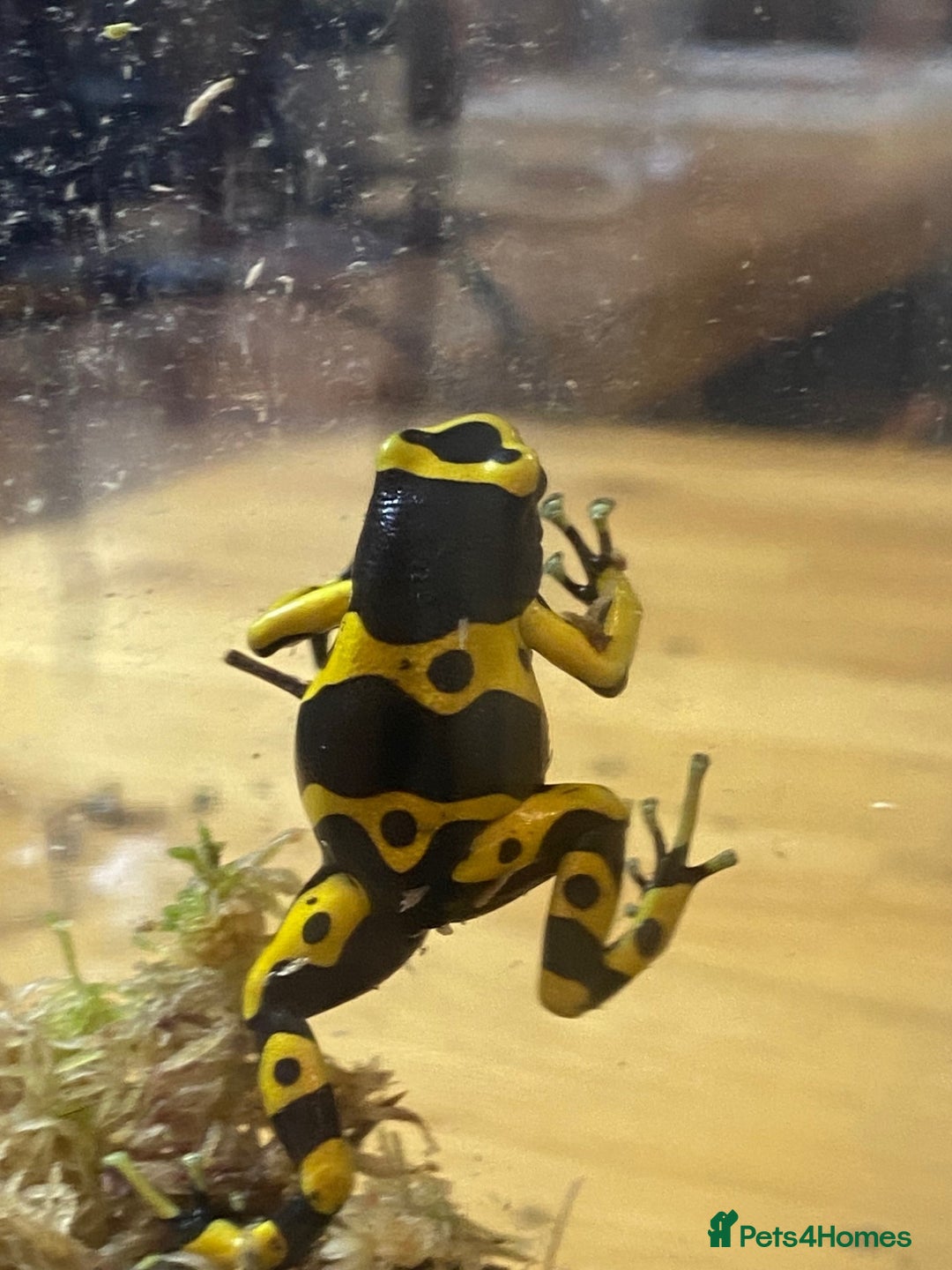 Frog reptiles for sale: 3 x Yellow Bumblebee Dart Frogs & Terrarium - Advert 5