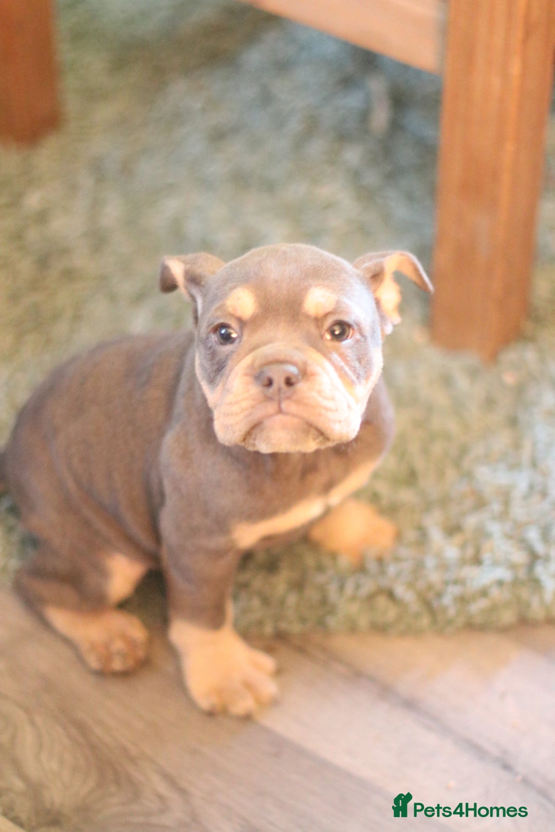 Dorset Olde Tyme Bulldogge dogs for sale: Victorian bulldogs - Advert 4