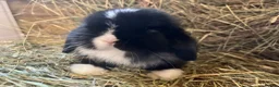 Mini Lop rabbits for sale: Stunning pure mini lops  - Advert 3
