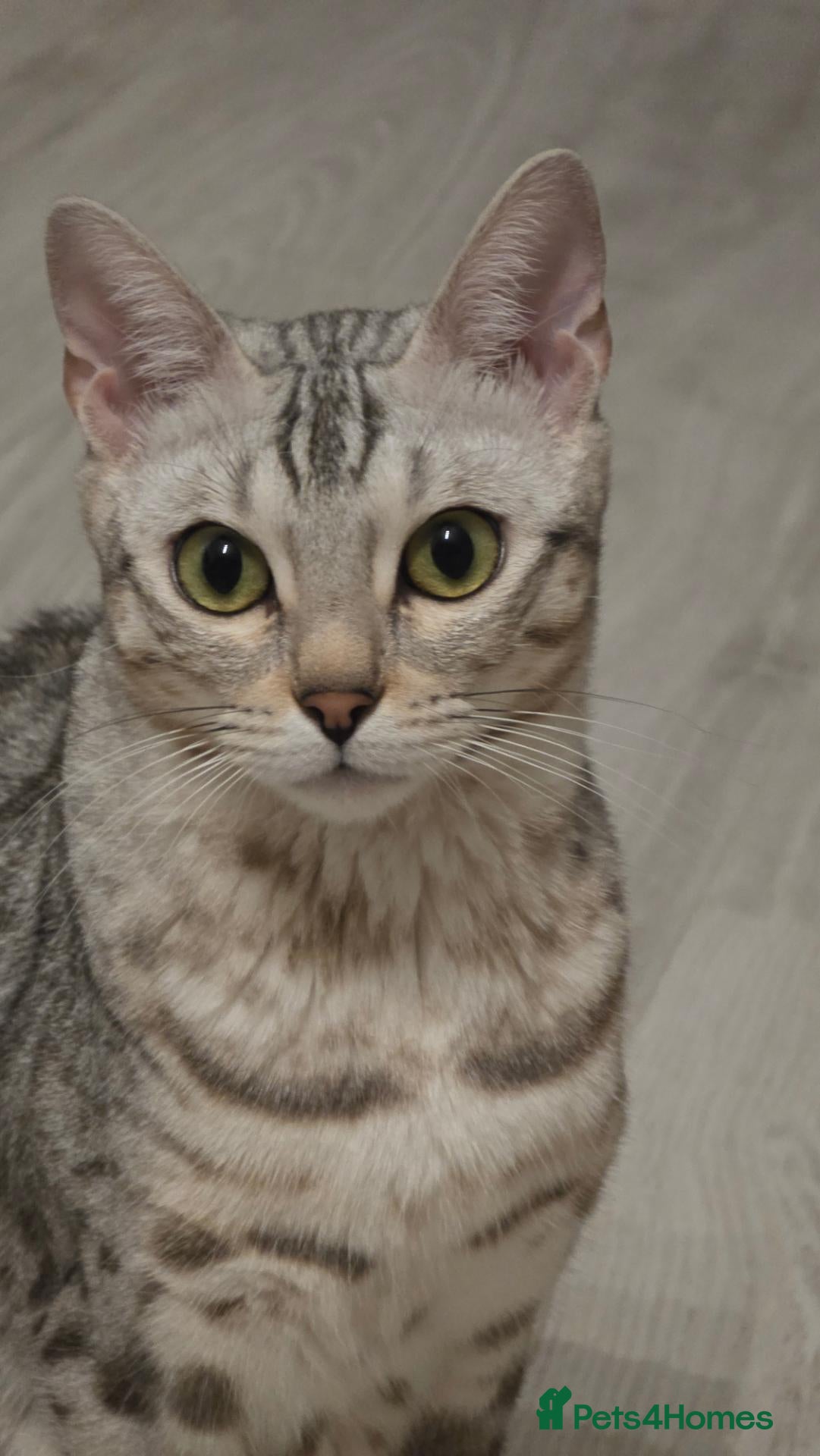 Bengal cats Bengal kitten black ( silver )spotted  tabby - Advert 1