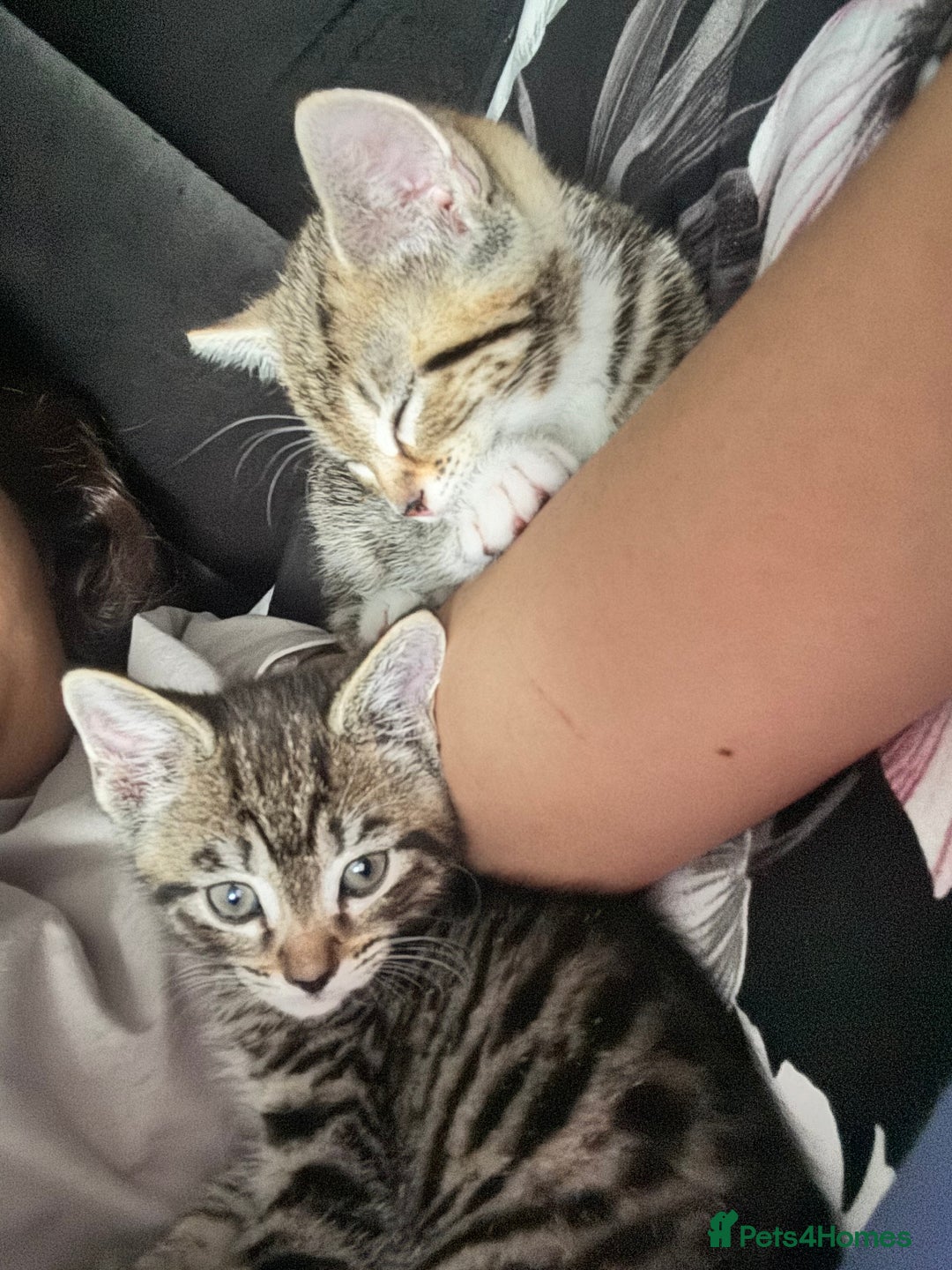 Mixed Breed cats for sale: 2 male kittens 5 month old - Image 7