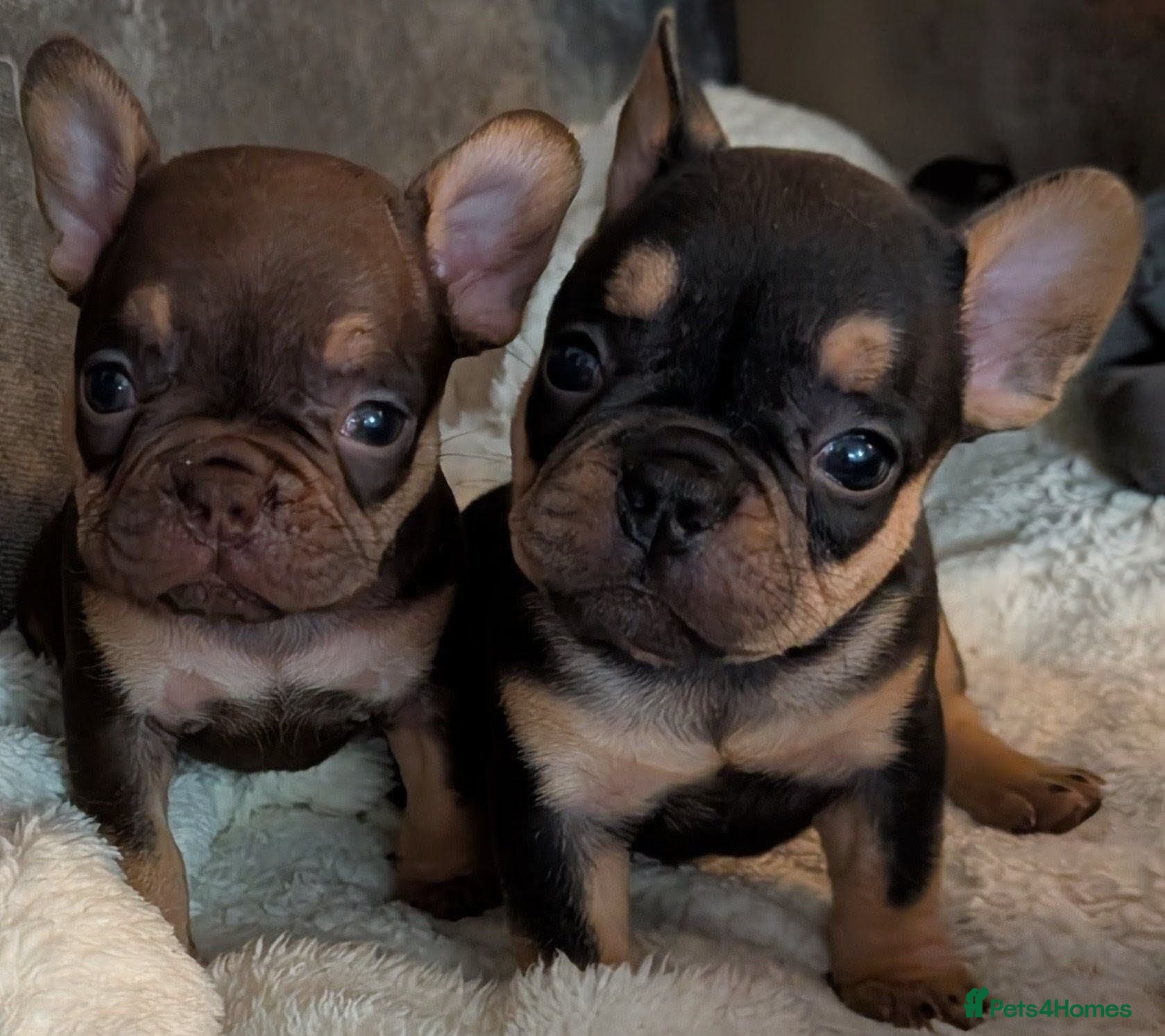 French Bulldog dogs Beautiful French Bulldogs - Advert 16