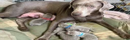Labrador Retriever dogs for sale: Gorgeous Silver Labrador Puppies For Sale! - Advert 20