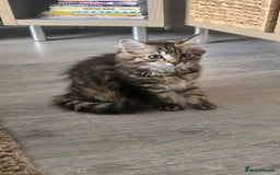 Persian cats for sale: Persian Kittens ready now  - Image 10