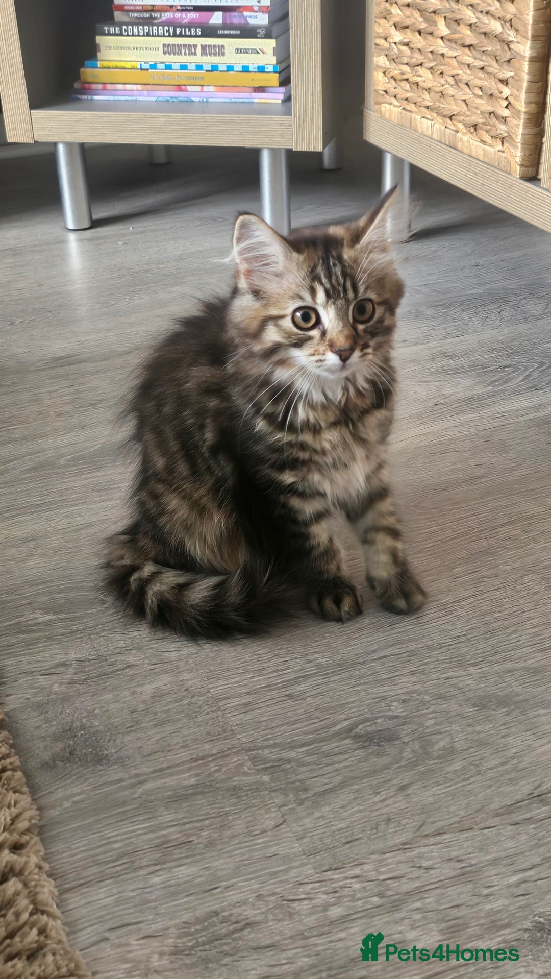 Persian cats for sale: Persian Kittens ready now  - Image 10