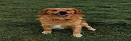 Golden Retriever dogs for sale: 🧸 Litter Announcement - Pedigree KC Puppies 🧸 - Advert 10