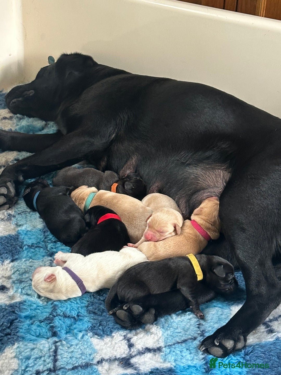 Labrador Retriever dogs for sale: Family bred Labradors ready October 28th  - Image 11