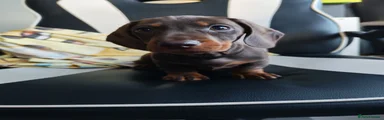 Dachshund 7
