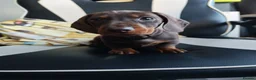 Dachshund dogs for sale: Dachshund puppies  - Advert 2
