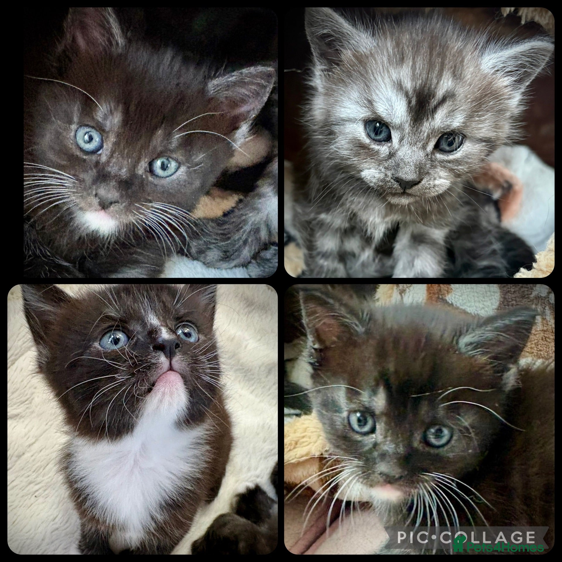 Maine Coon cats Polydactyl Maine coon kittens  - Advert 18
