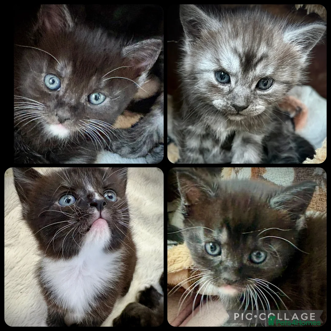 Maine Coon cats for sale: Polydactyl Maine coon kittens  - Advert 1