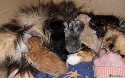 British Shorthair cats for sale: 4 Kittens ready to leave 25th August - Image 12