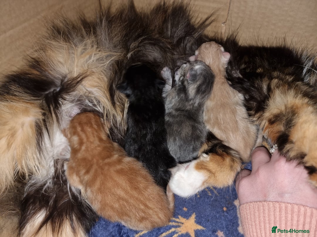 British Shorthair cats for sale: 4 Kittens ready to leave 25th August - Image 12