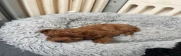 Cavapoo dogs for sale: Merlesque F1 10 week old trained puppies - Advert 11